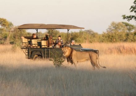 Enchanting-Travel-Zimbabwe-Tours-Hwange-Camp-Hwange-Game-drives