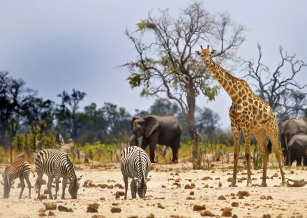 zimbabwe-slideshow-image-5d76216987ebc